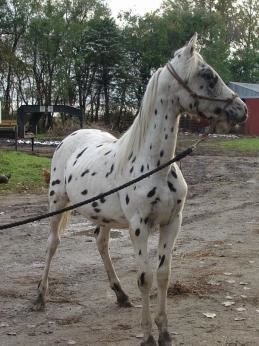 AraAppaloosa AraAppaloosa petMD