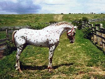AraAppaloosa Horse Breeds
