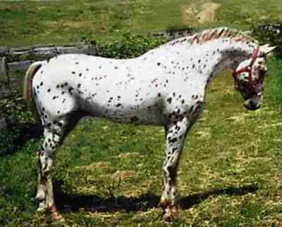 AraAppaloosa Horse Breeds AraAppaloosa