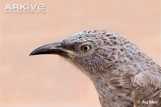 Arabian babbler Arabian babbler photo Turdoides squamiceps G75785 ARKive