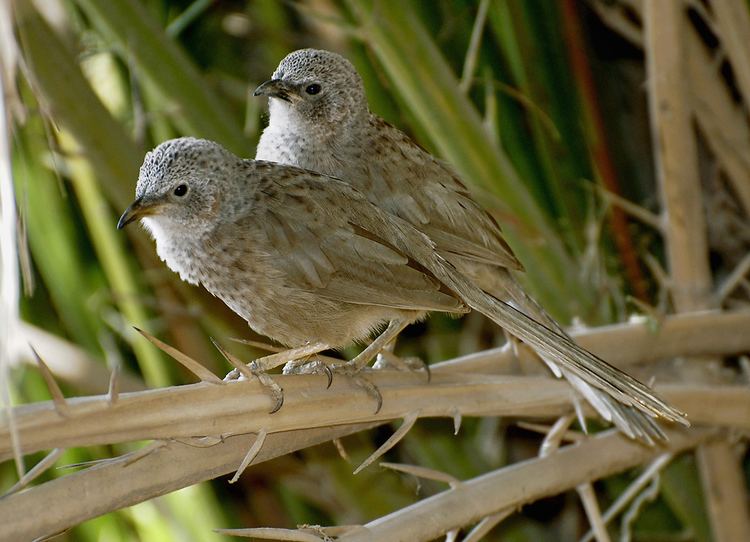 Arabian babbler Arabian babbler