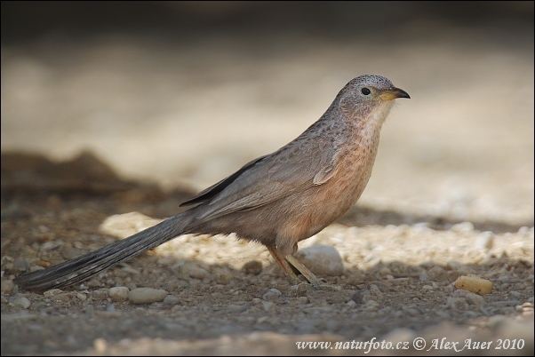 Arabian babbler Arabian babbler