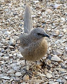 Arabian babbler httpsuploadwikimediaorgwikipediacommonsthu