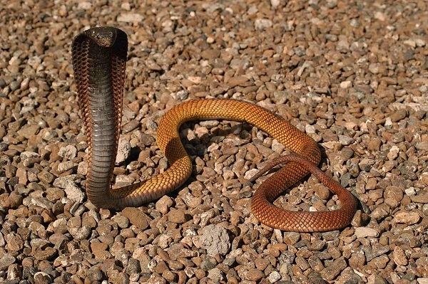 Arabian cobra Arabian Cobra Facts and Pictures Reptile Fact