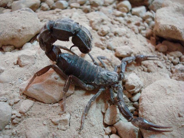 Arabian fat-tailed scorpion FatTailed Scorpion Dangerous Facts amp Photographs The Wildlife