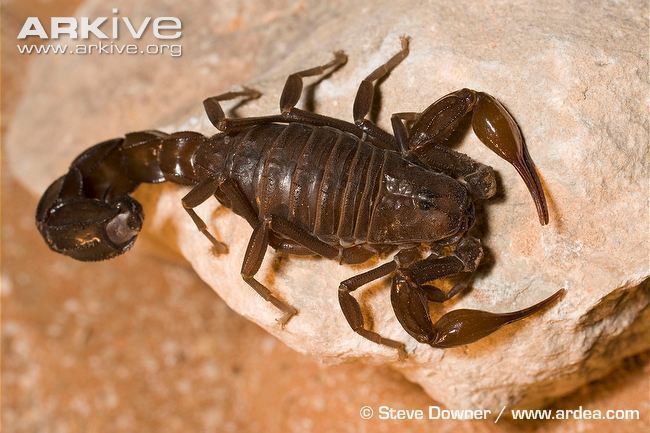 Arabian fat-tailed scorpion Arabian fattailed scorpion photo Androctonus crassicauda