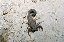 Arabian fat-tailed scorpion cdn2arkiveorgmediaCCCC0C10CD16E34F9EB2B46