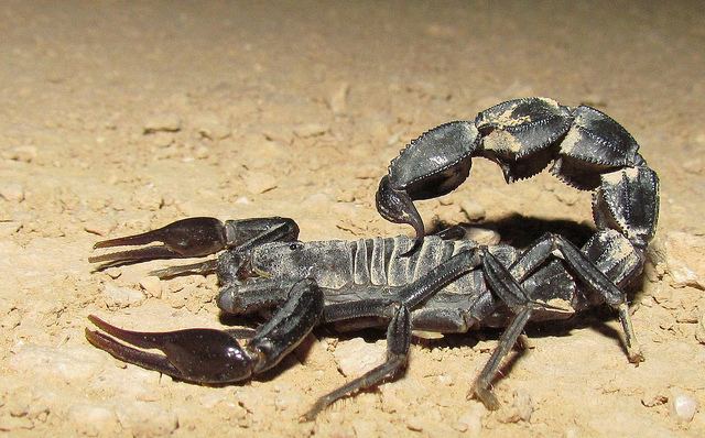 Arabian fat-tailed scorpion 5 Interesting Facts About Arabian FatTailed Scorpions Hayden39s