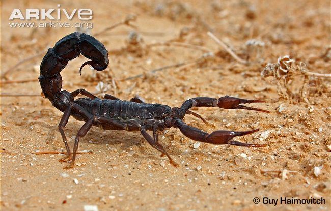 Arabian fat-tailed scorpion Arabian fattailed scorpion videos photos and facts Androctonus
