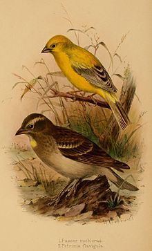 Arabian golden sparrow Arabian golden sparrow Wikipedia