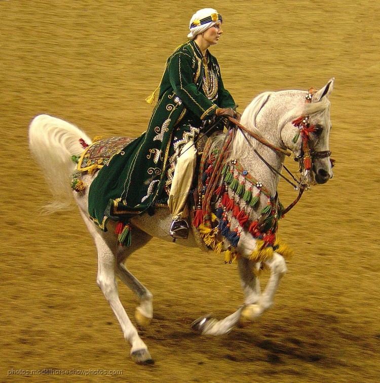 Arabian horse Arabian horse Wikipedia