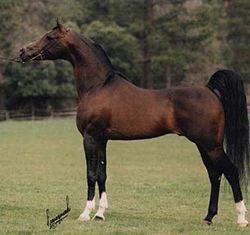 Arabian horse ArabianHorsesorg Arabian Horses