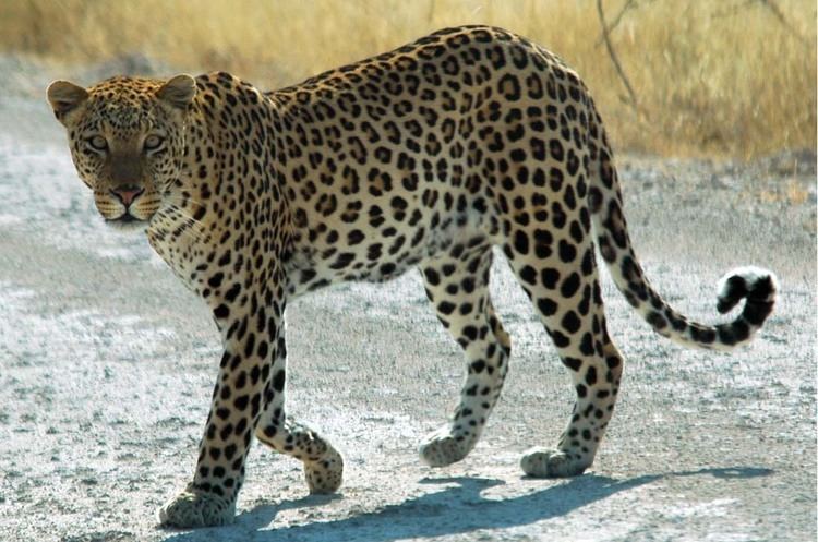 Arabian leopard Arabian Leopard Arabian Rock Art Heritage