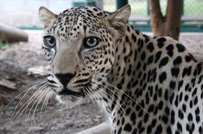 Arabian leopard On the trail of the Arabian leopard Al Jazeera English