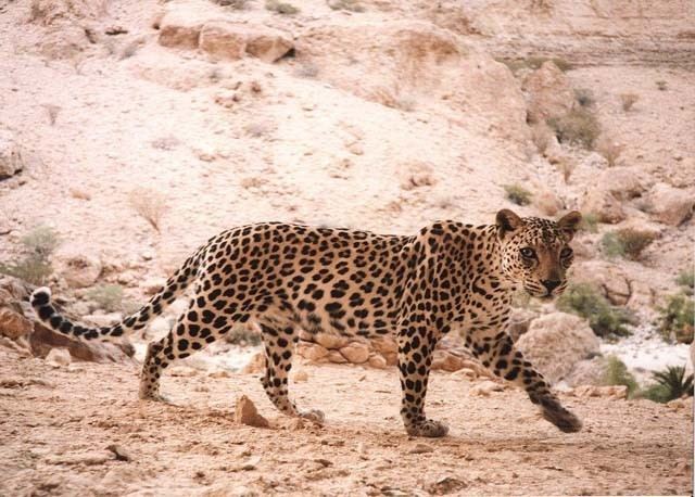 Arabian leopard Arabian Leopard Survey Oman