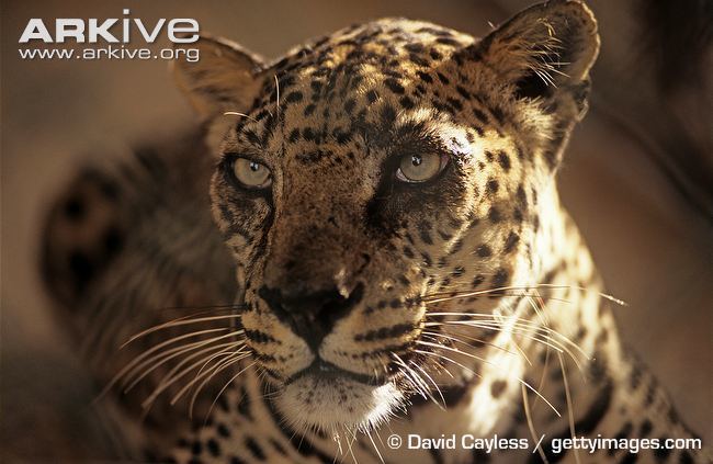 Arabian leopard Arabian leopard videos photos and facts Panthera pardus nimr ARKive
