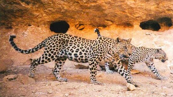 Arabian leopard Arabian leopard conservation project in Yemen Rewilding Foundation