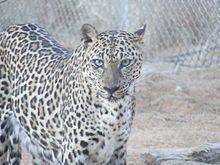 Arabian leopard Arabian leopard Wikipedia