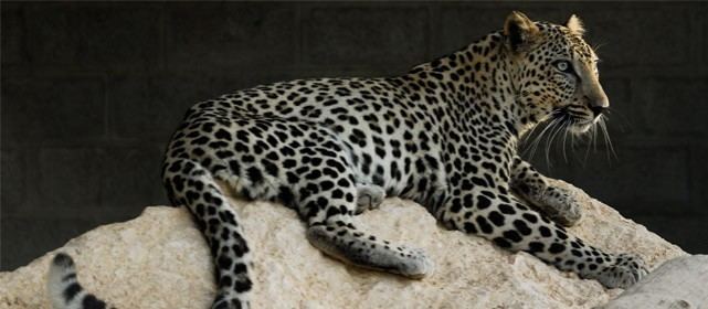 Arabian leopard Arabian leopard information