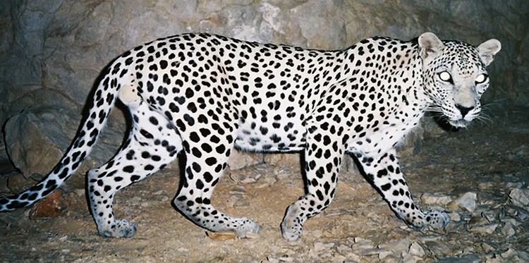 Arabian leopard Protecting the endangered Arabian leopard in the mountains of Oman