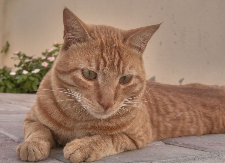 Arabian Mau Arabian Mau Cat Info Personality Kittens Pictures