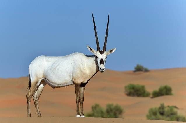 Arabian oryx Arabian oryx 17 animals amazingly adapted to thrive in deserts