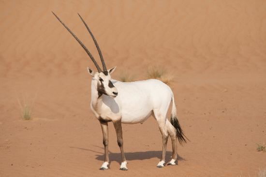 Arabian oryx Arabian Oryx Picture of Dubai Desert Conservation Reserve Dubai