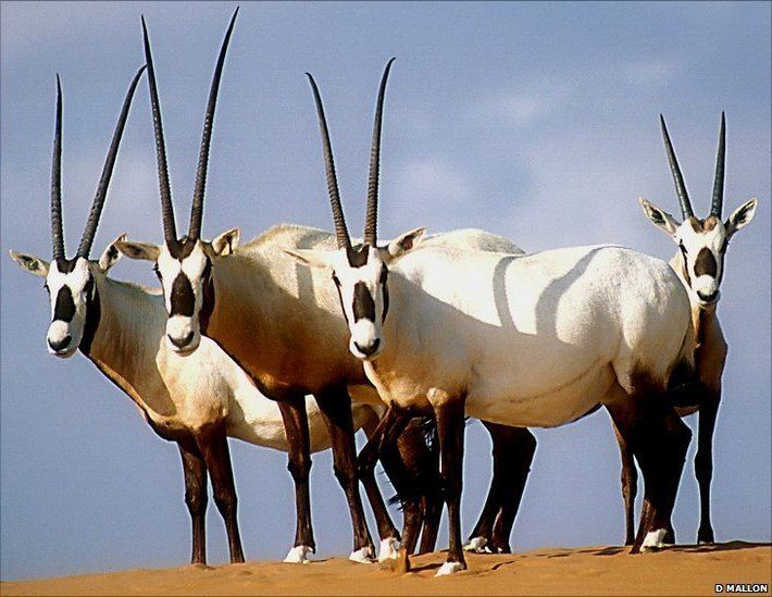 Arabian oryx BBC Nature Conservation saves Arabian oryx from extinction