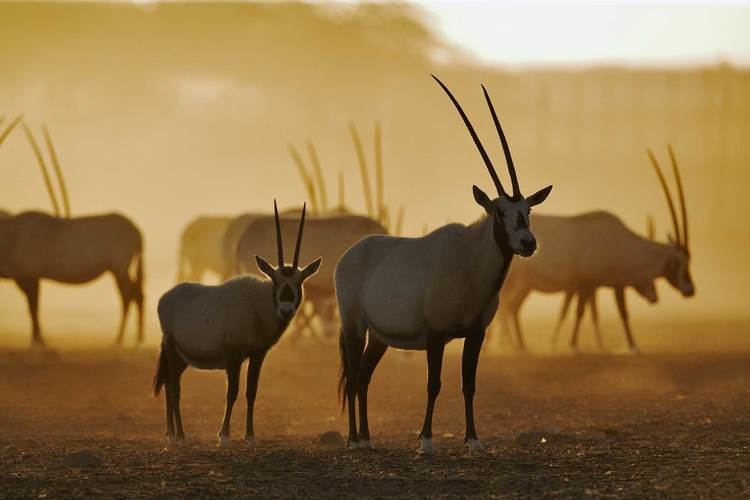 Arabian oryx 1000 ideas about Arabian Oryx on Pinterest Wild animals in africa
