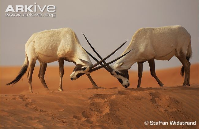 Arabian oryx Arabian oryx videos photos and facts Oryx leucoryx ARKive