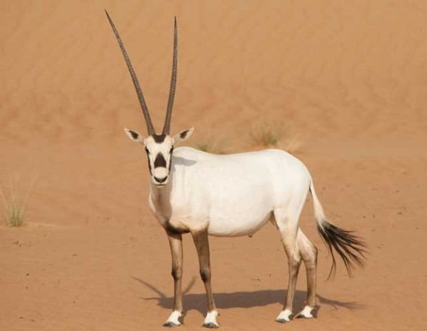 Arabian oryx Home