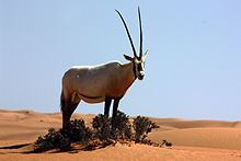 Arabian oryx httpsuploadwikimediaorgwikipediacommonsthu