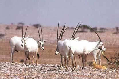 Arabian Oryx Sanctuary Farside Africa Tailormade luxury safaris and holidays in Africa