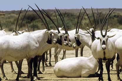 Arabian Oryx Sanctuary Arabian Oryx Sanctuary Sights