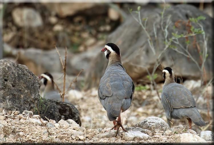 Arabian partridge Arabian Partridge Alectoris melanocephala videos photos and sound