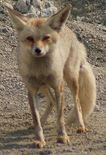 Arabian red fox httpsuploadwikimediaorgwikipediacommonsthu