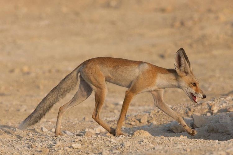 Arabian red fox Birds of Saudi Arabia Arabian Red Fox Dhahran Hills