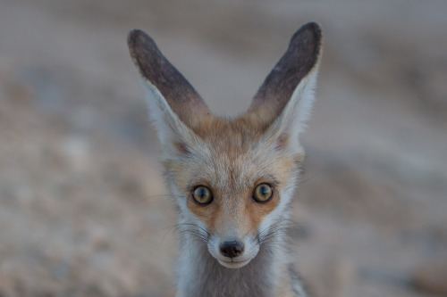Arabian red fox arabian red fox Tumblr