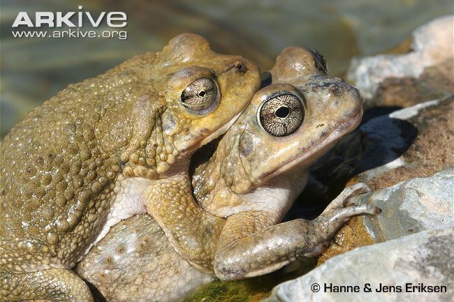 Arabian toad Arabian toad videos photos and facts Bufo arabicus ARKive