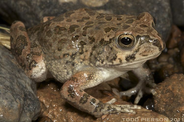 Arabian toad Bufo Sclerophrys arabicus Arabian Toad Subadult from Ni Flickr