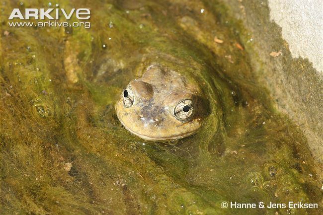Arabian toad Arabian toad photo Bufo arabicus G52249 ARKive