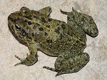 Arabian toad Arabian toad Wikipedia