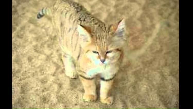 Arabian wildcat Arabian wild Cat YouTube