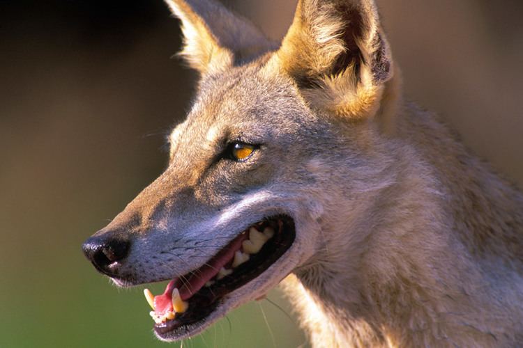Arabian wolf 1000 images about Arabian Wolf on Pinterest
