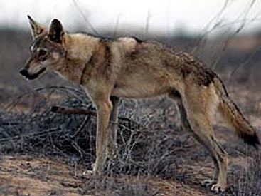 Arabian wolf Wolves Of The World Arabian Wolf Canis lupus arab