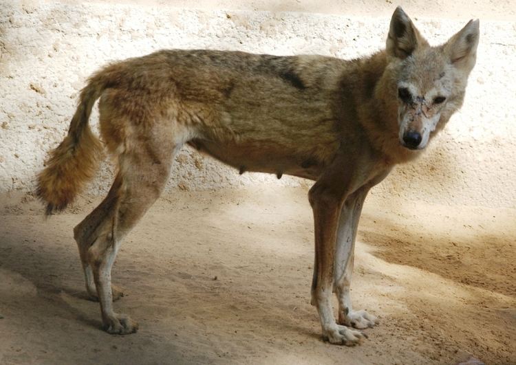 Arabian wolf Conservation in conflict Advancement and the Arabian wolf