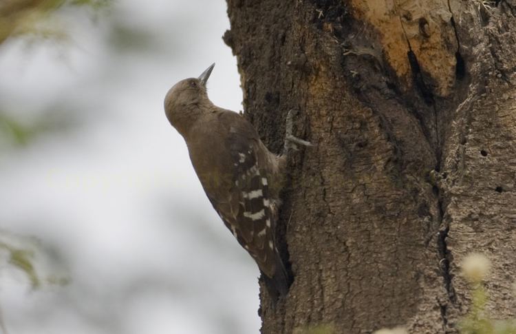 Arabian woodpecker Arabian woodpecker Images Video Information