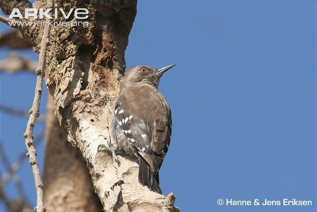 Arabian woodpecker Arabian woodpecker videos photos and facts Dendrocopos dorae ARKive