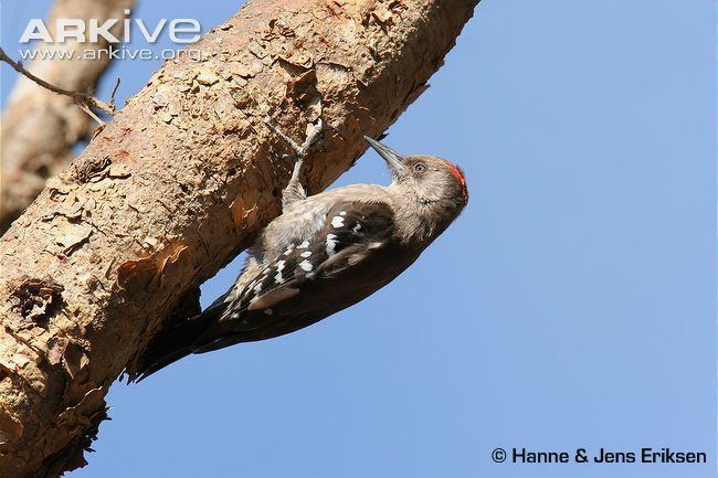 Arabian woodpecker cdn1arkiveorgmedia0808F114FEF07447E384FC3