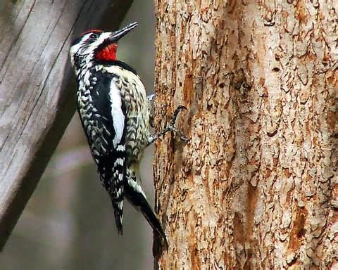 Arabian woodpecker More on Dendrocopos dorae Arabian Woodpecker